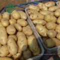 China Big Fresh Potato Fornecedor 100% batata doce roxo natural